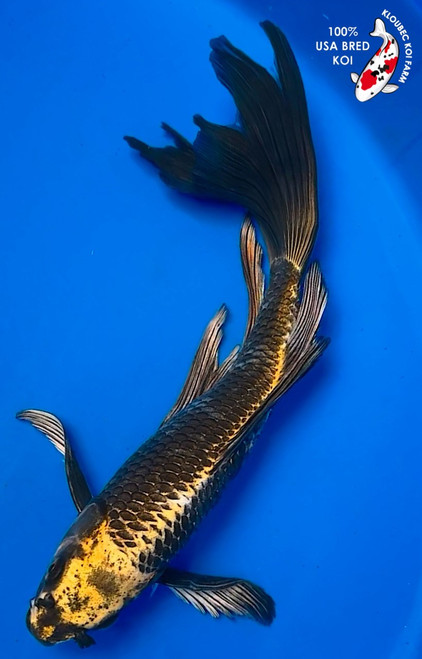 15" Matsuba Butterfly Koi (#K32356U7)