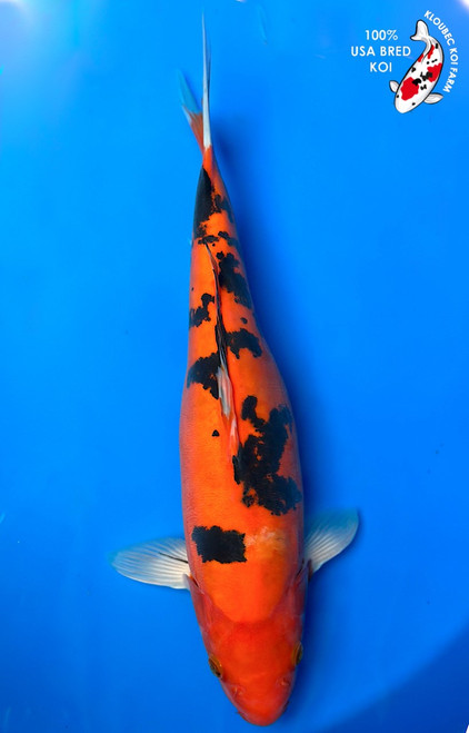 16"  Doitsu Aka Sanke Koi (#K3254U)