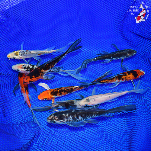 (10) 5-6" Butterfly Koi Pond Pack (#L0640H11)