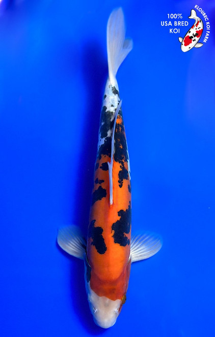 15" Doitsu Sanke Koi (#K422U1)