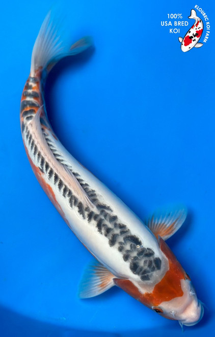 17" Shusui Koi (#K4410U3)