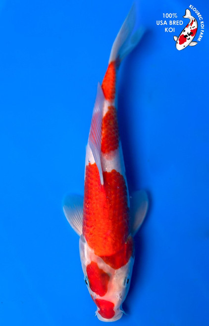 12" Kohaku Koi (#K4411U1)