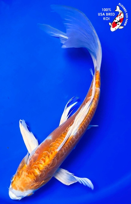 13.5" Doitsu Hariwake Butterfly Koi (#K4416U1)