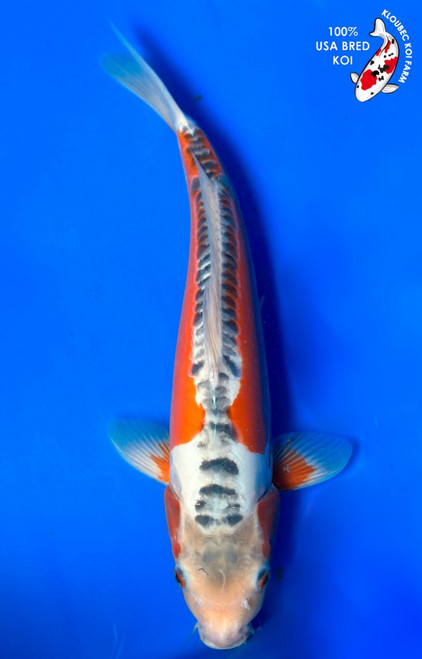 Blue Koi For Sale: Shop Online