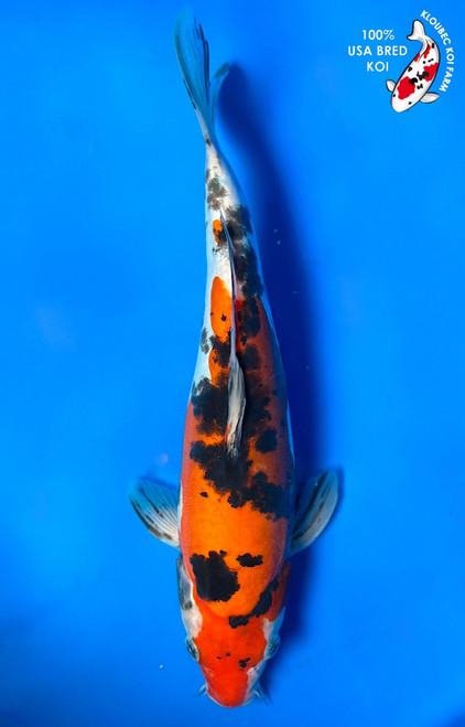 11" Doitsu Sanke Koi (#K4528R5)