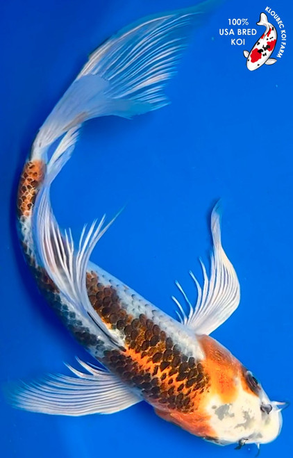 12.5" Kujaku Butterfly Koi (#K4912P10)