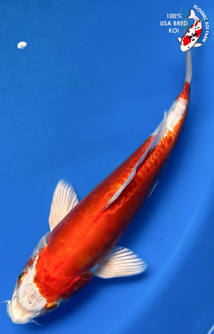 10" Doitsu Hariwake Koi (#K4913P10)