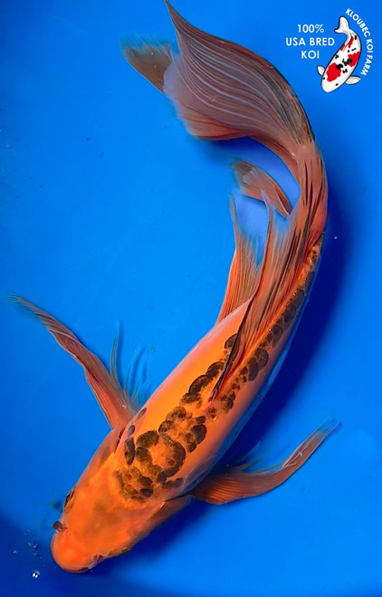 16" Hi Shusui Butterfly Koi (#K4536R5)