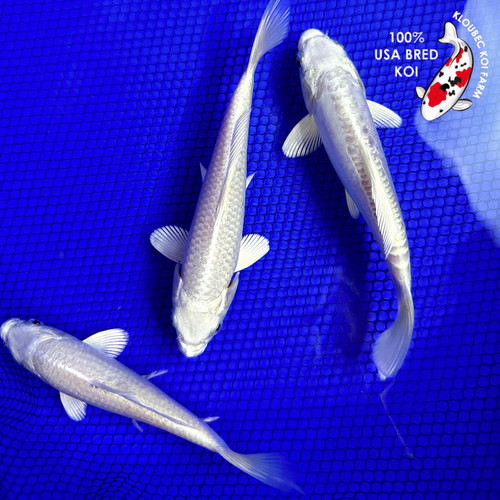 (3) 6" Platinum Ogon Koi Pond Pack (#K1810G6)