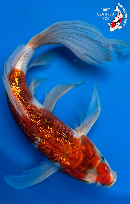 13" Gin Rin Goromo Butterfly Koi (#K4193U2)