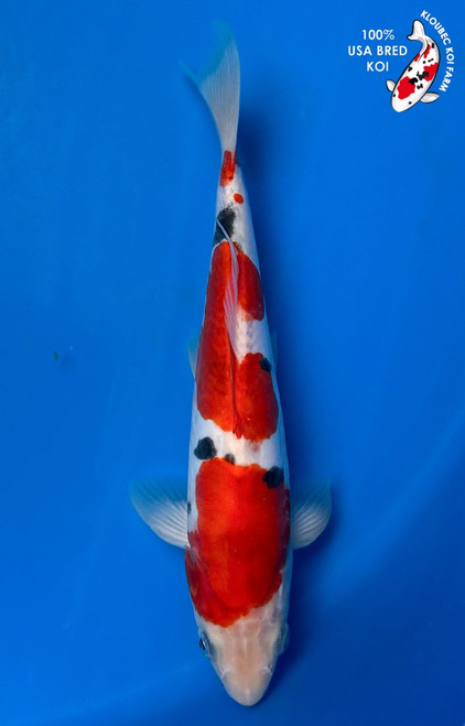 9" Doitsu  Sanke Koi (#K4198H6)