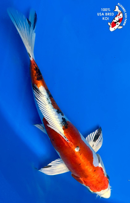 Koi Fish For Sale - Shop All Koi Thumbnails - Page 1 - Kloubec Koi