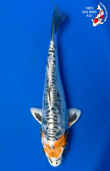 Koi Fish For Sale - Shop All Koi Thumbnails - Page 1 - Kloubec Koi