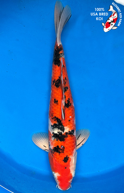 18" Showa Koi (#J42018U2)