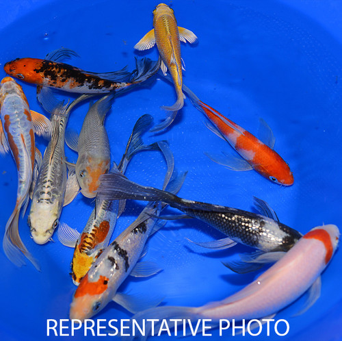 Koi Fish For Sale - Shop All Koi Thumbnails - Page 1 - Kloubec Koi