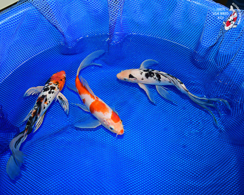 (3) 10-12" Butterfly Koi Pond Pack (#L0891X1)