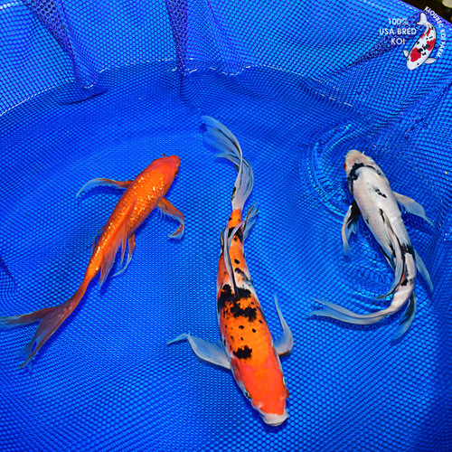 (3) 10-14" Butterfly Koi Pond Pack (#L0930X15)