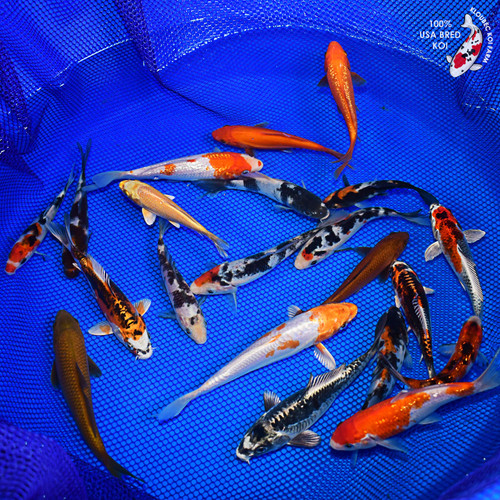 Koi Fish For Sale - Shop All Koi Thumbnails - Page 1 - Kloubec Koi