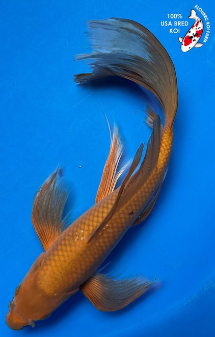 13" Chagoi Butterfly Koi (#K537Q4)