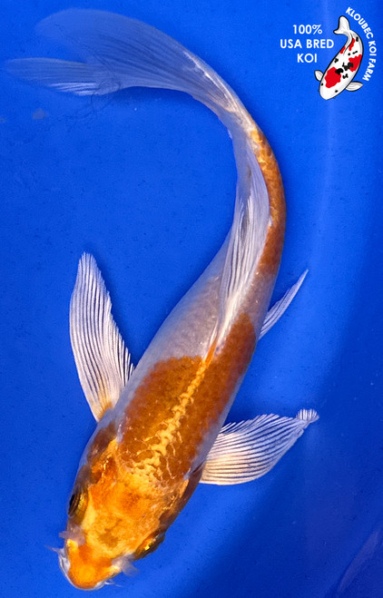 7" Yamabuki Hariwake Butterfly Koi (#J42516P14)