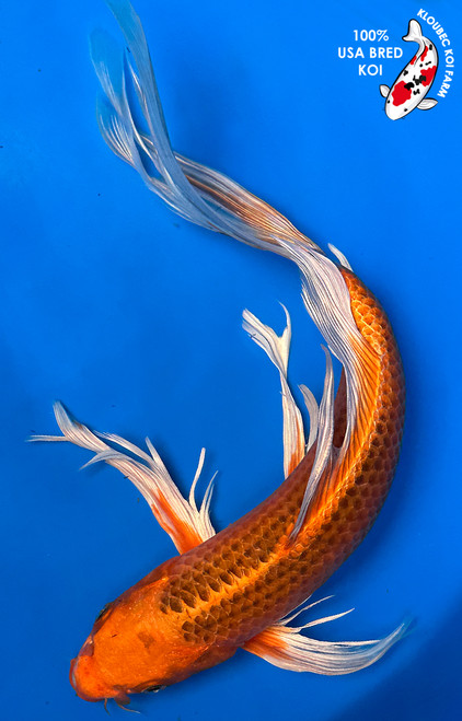 14" Orenji Ogon Butterfly Koi (#J4215R6)