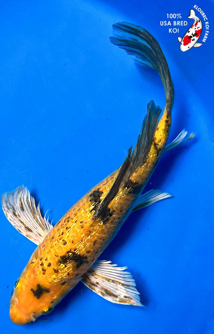 14" Gin Rin Ki Utsuri Butterfly Koi (#K5321U3)