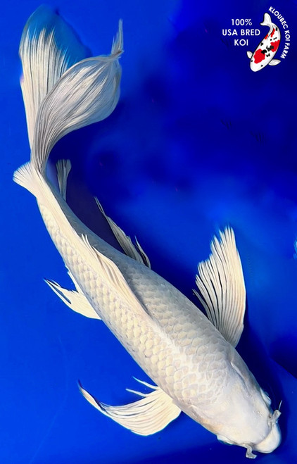 15" Platinum Ogon Butterfly Koi (#K5114S6)