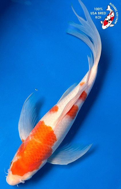 15" Kohaku Butterfly Koi (#K51110U1)