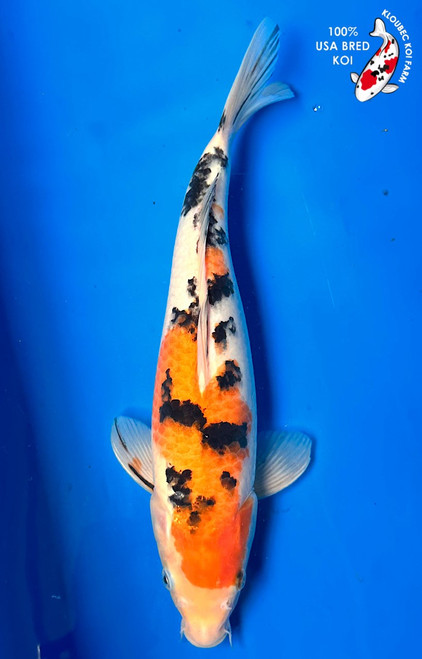 13.5" Sanke Koi (#K51115U1)