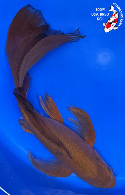 12" Root Beer Chagoi Butterfly Koi (#J5181X2)