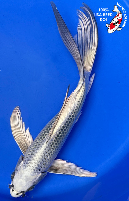 12" Gin Matsuba Butterfly Koi (#J5184X2)