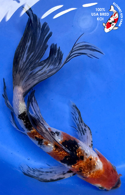 9.5" Gin Rin Sanke Butterfly Koi (#J5186X2)