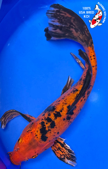 12.5" Aka Bekko Butterfly Koi (#J51813X1)