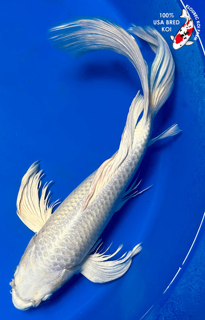 16" Ogon Butterfly Koi (#K5181U3)