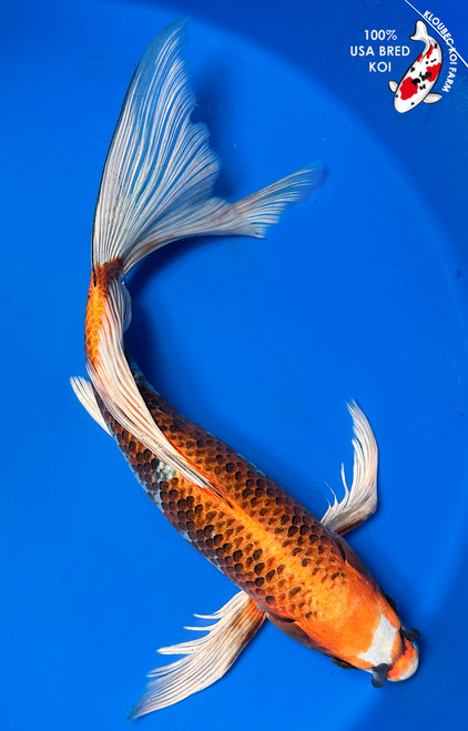 17" Kujaku Butterfly Koi (#K5183U3)