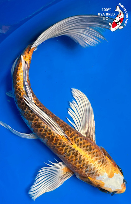 13" Kujaku Butterfly Koi (#K5185U3)