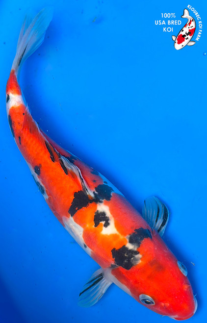 10" Doitsu Sanke Koi (#K5186U3)