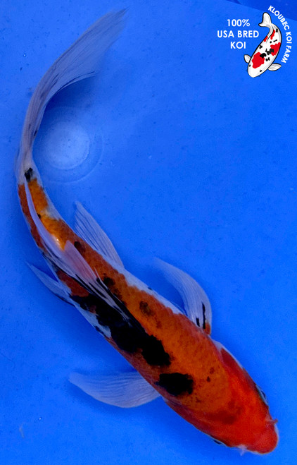 8" Sanke Butterfly Koi (#J51819P12)