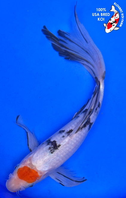 10" Tancho Sanke Butterfly Koi (#J51821P12)