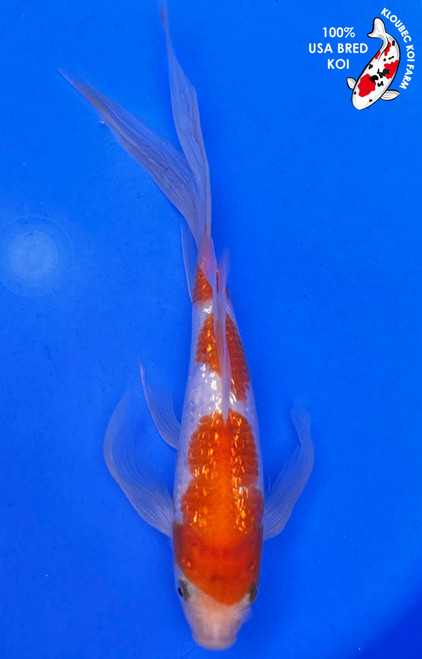 8.5" Gin Rin Kohaku Butterfly Koi (#J51822P12)