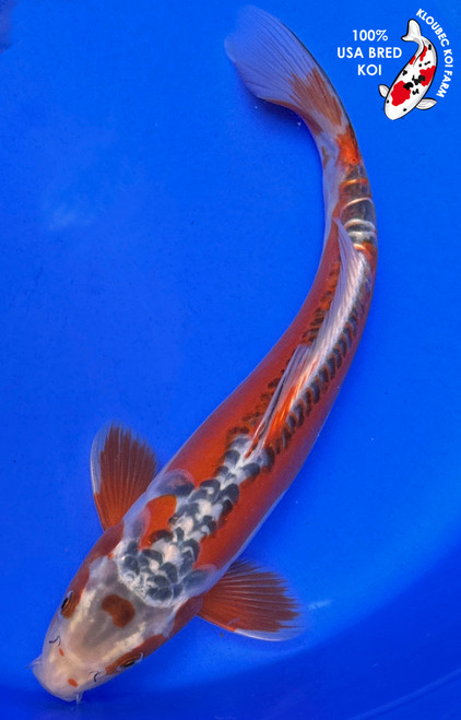 11" Kinsui Koi (#J51824P12)