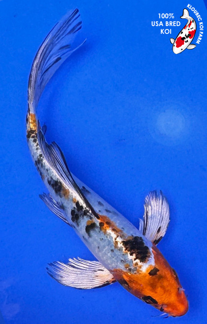 8.5" Yamato Nishiki Butterfly Koi (#J51829P13)