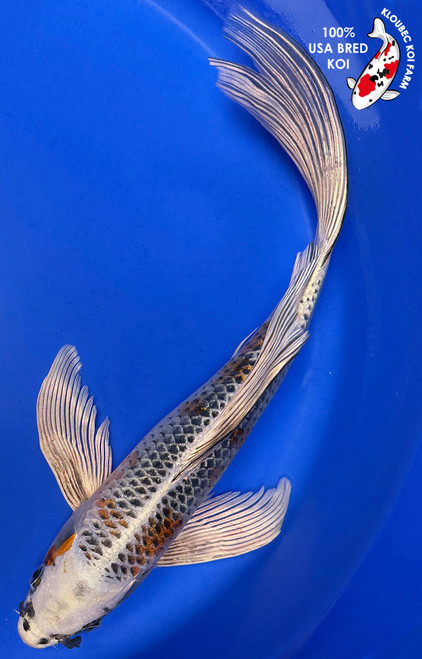 14" Kujaku Butterfly Koi (#J51830P14)