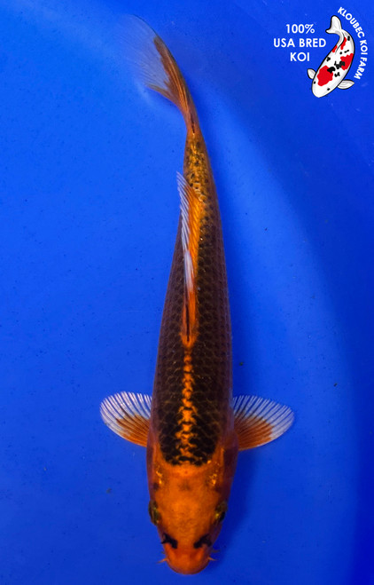 6" Kin Matsuba Koi (#J51839P14)