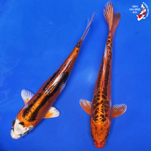 (2) 8" Doitsu Hikari Koi Pond Pack (#J51841P14)