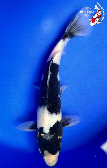 9" Showa Koi (#K51822X69)