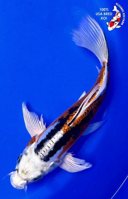 10" Doitsu Butterfly Koi (#K51823X67)