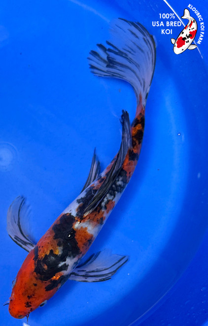 12.5" Showa Butterfly Koi (#J52537P13)