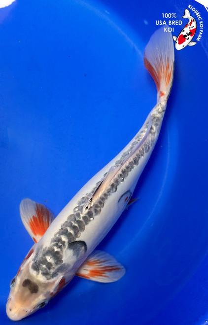 13" Shusui Koi (#K61547P6)