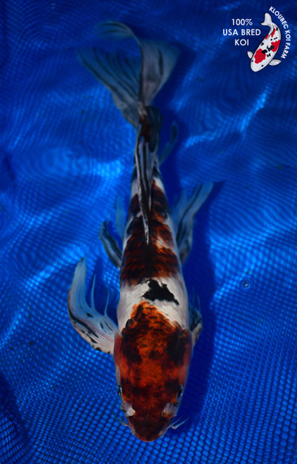 14" Goromo Butterfly Koi (#L2120U3)